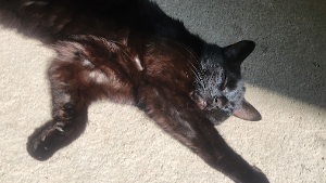 Lost Pet: Freyr