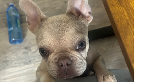 Lost Pet: Honey
