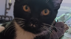 Lost Pet: Frankie