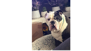 Lost Pet: Sargent Major Blue