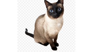 Lost Pet: Prince Milo