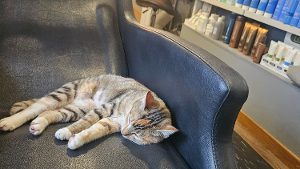 Lost Pet: Poe