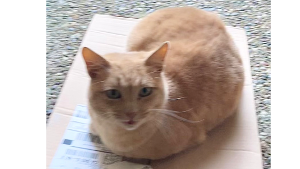 Lost Pet: Nitrous aka Taffy