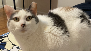Lost Pet: Posey