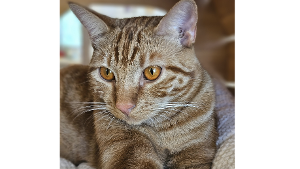 Lost Pet: Yupi