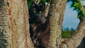 Lost Pet: Sara Kjallin