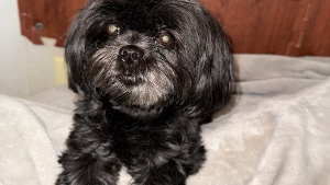 Lost Pet: Little Bit
