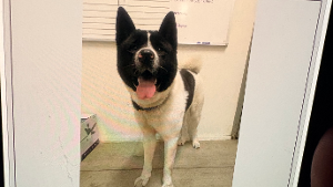 Lost Pet: LUFFY