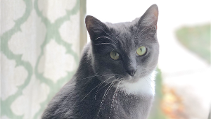 Lost Pet: Betty