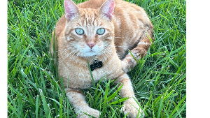 Lost Pet: Mitz