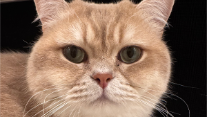 Lost Pet: Mitten