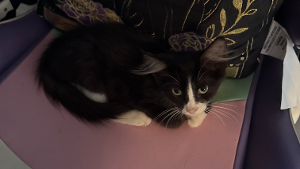 Lost Pet: Nike