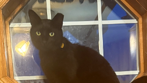 Lost Pet: Finn