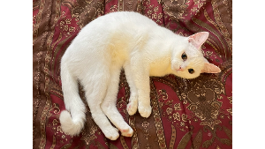 Lost Pet: Pegasus