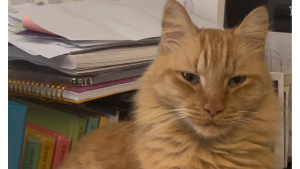 Lost Pet: Finny