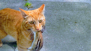 Lost Pet: Oliver