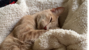 Lost Pet: Milo
