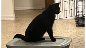 Lost Pet: Kole