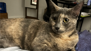 Lost Pet: LUNA