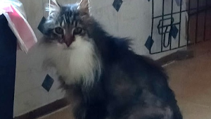 Lost Pet: Noah