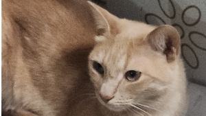 Lost Pet: Bruno