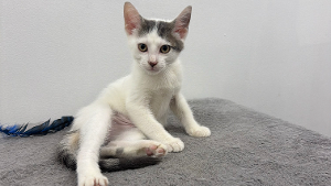 Lost Pet: Mister