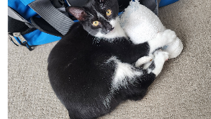 Lost Pet: Stella