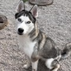 Lost Pet: Codi