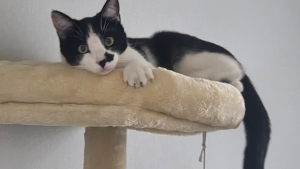 Lost Pet: CAMILO