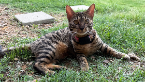 Lost Pet: Birdie