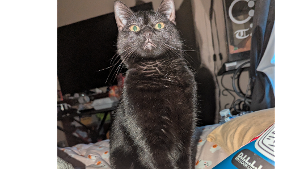 Lost Pet: Marceline (Marcy)