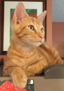 Lost Pet: Napoleon