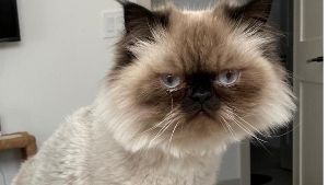 Lost Pet: Lio
