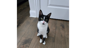 Lost Pet: Tinx