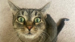 Lost Pet: Sawyer
