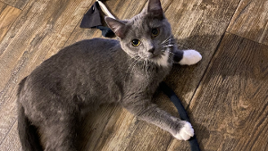 Lost Pet: Meep