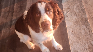 Lost Pet: Finley