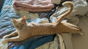 Lost Pet: Kirby