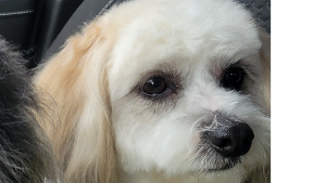 Lost Pet: Dutch