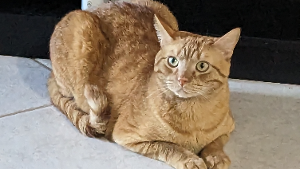 Lost Pet: Julius