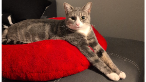 Lost Pet: Echo