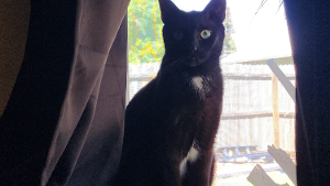 Lost Pet: Whiskey