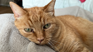 Lost Pet: Mama