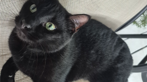 Lost Pet: Knight