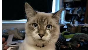 Lost Pet: Marshmallow