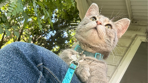Lost Pet: Fievel