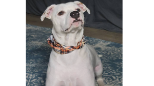 Lost Pet: BayBee
