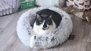 Lost Pet: LOKI
