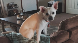 Lost Pet: Weda