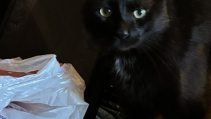 Lost Pet: Midnight